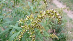 Solidago gigantea