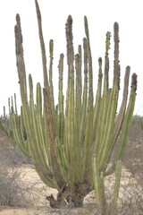 Lophocereus schottii