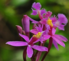 Epidendrum secundum