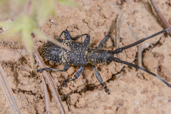 Monochamus sparsutus