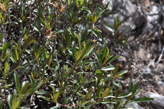 Penstemon fruticosus