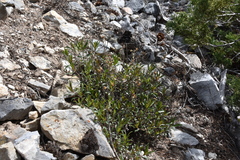 Penstemon fruticosus