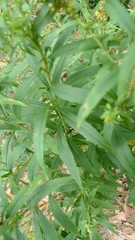 Solidago gigantea