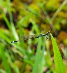 Ischnura senegalensis