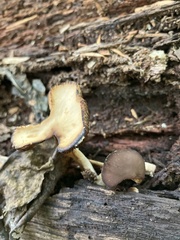 Helvella macropus