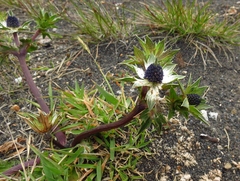 Eryngium carlinae