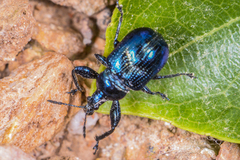 Isolabus coeruleus
