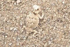 Phrynosoma goodei
