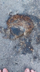 Erinaceus