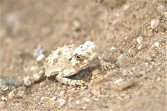 Phrynosoma goodei