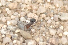 Endiodioctes