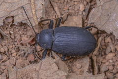 Plesiophthalmus davidis