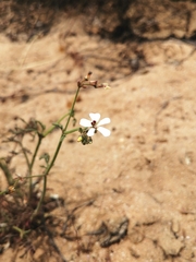 Pelargonium senecioides