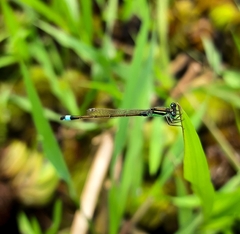 Ischnura senegalensis