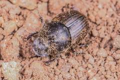Onthophagus