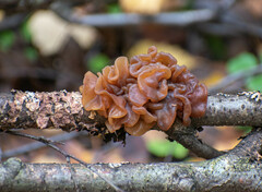 Phaeotremella