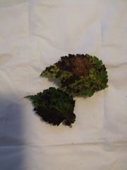 Phragmidium mucronatum