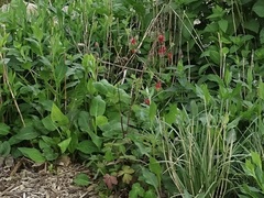 Aquilegia canadensis