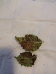 Phragmidium mucronatum