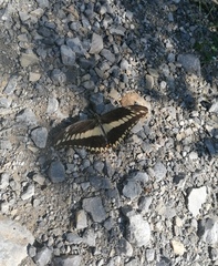 Heraclides ornythion