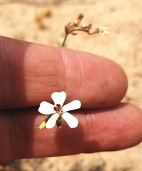 Pelargonium senecioides