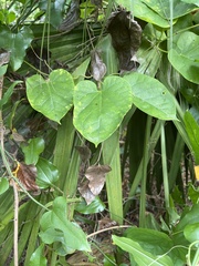 Gonolobus suberosus