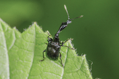 Trachelophorini