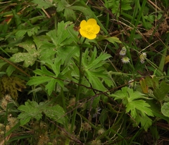 Ranunculus bulbosus
