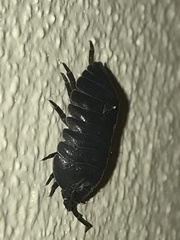 Armadillidium depressum