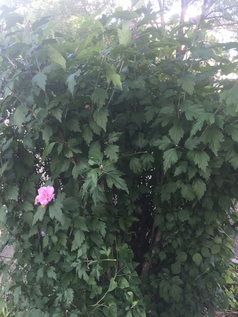 Rose of Sharon (Invasive Exotic Plants of North Carolina) · iNaturalist