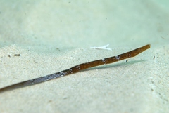 Syngnathidae
