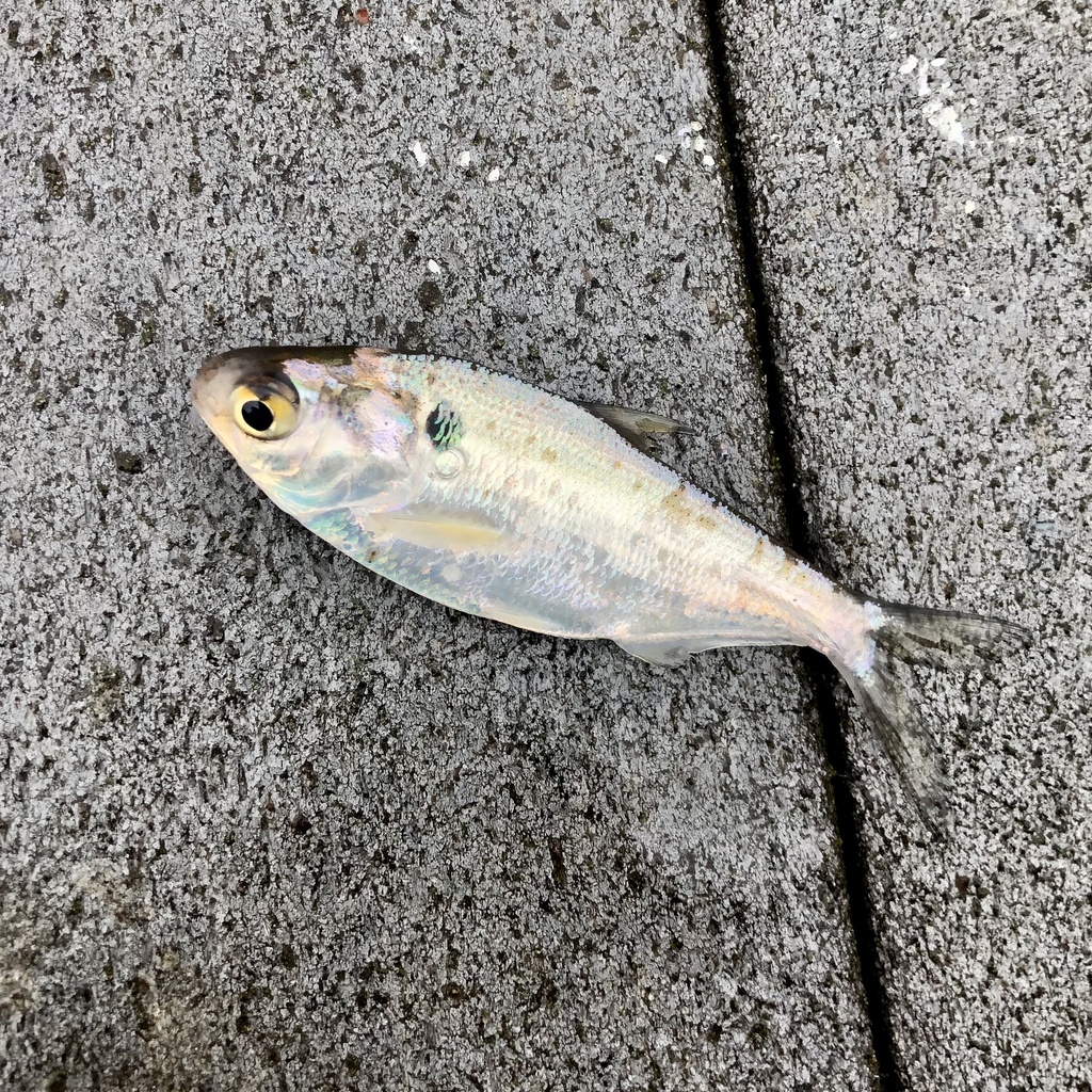 American Gizzard Shad from Kentucky Lake, Waverly, TN, US on October 16