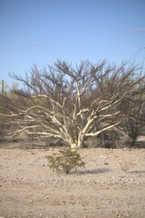 Bursera