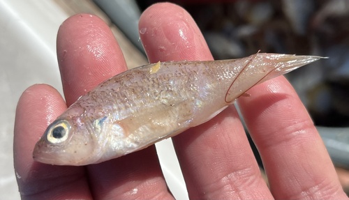 Blackear bass (Serranus atrobranchus) — Serranidae — 5
