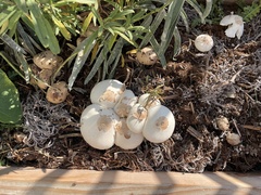 Chlorophyllum molybdites