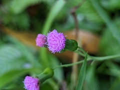 Emilia sonchifolia image