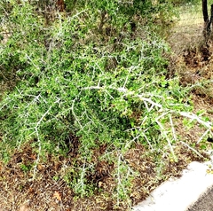 Sarcomphalus obtusifolius