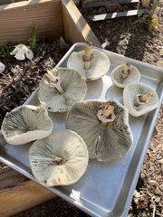 Chlorophyllum molybdites