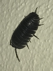 Armadillidium depressum