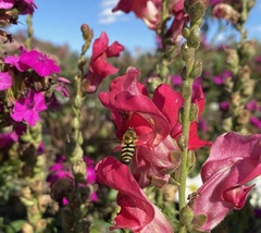 Syrphus