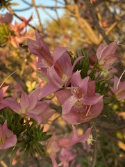 Eremophila miniata