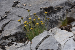 Erigeron compositus discoideus