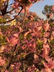 Eremophila miniata