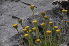 Erigeron compositus discoideus