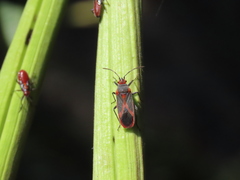 Caenocoris nerii