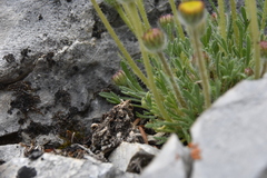 Erigeron compositus discoideus
