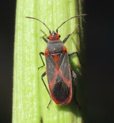 Caenocoris nerii