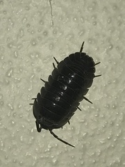 Armadillidium depressum