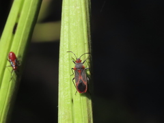 Caenocoris nerii