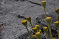 Erigeron compositus discoideus